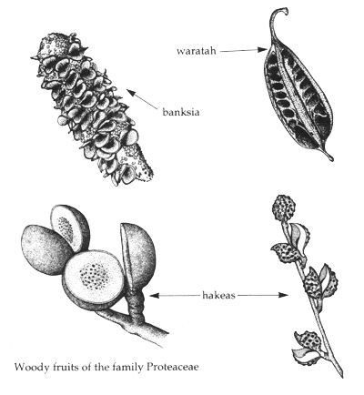 Proteaceae