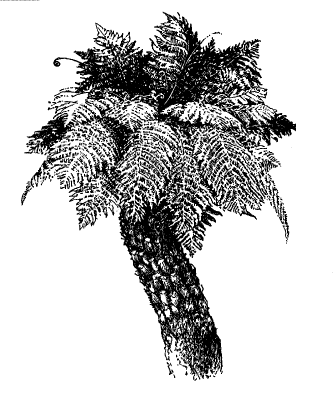 Dicksonia antarctica