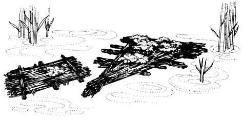 Phragmites australis raft