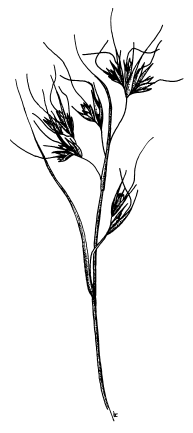 Themeda triandra