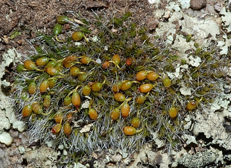 Grimmia pulvinata var. africana. Photo: David Tng
