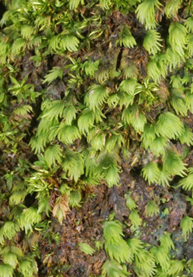 Fissidens sp. Photo: Niels Klazenga ©