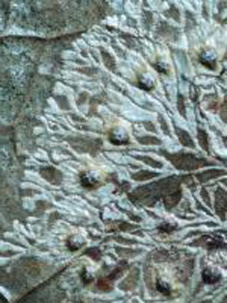 Strigula nemathora. Photo: Robert Lücking