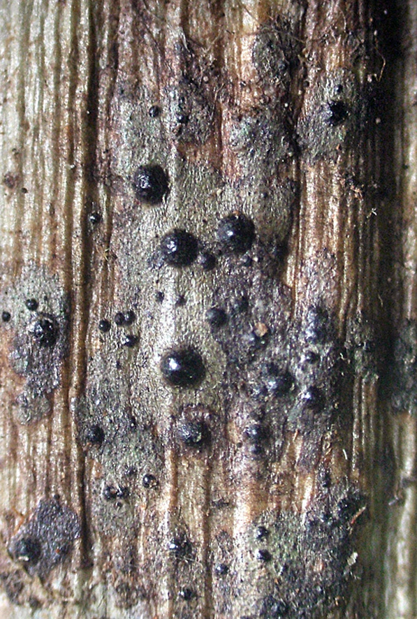 Strigula nitidula. Photo: Bill Malcolm