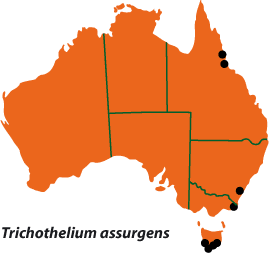 Trichothelium assurgens map