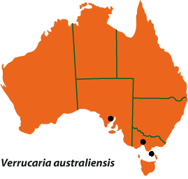 Verrucaria australiensis map