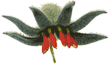 Anigozanthos flower