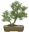 Bonsai icon
