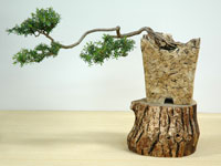 photo of bonsai - click to enlarge