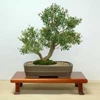 photo of bonsai - click to enlarge