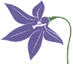Wahlenbergia gloriosa, ACT floral emblem