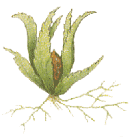 Ephemerum serratum : Migula illustration