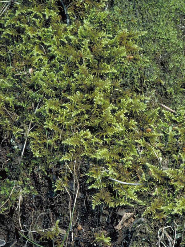 Thuidium cymbifolium