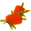 Callistemon flower