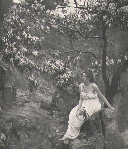 photo: Acacia implexa 1921