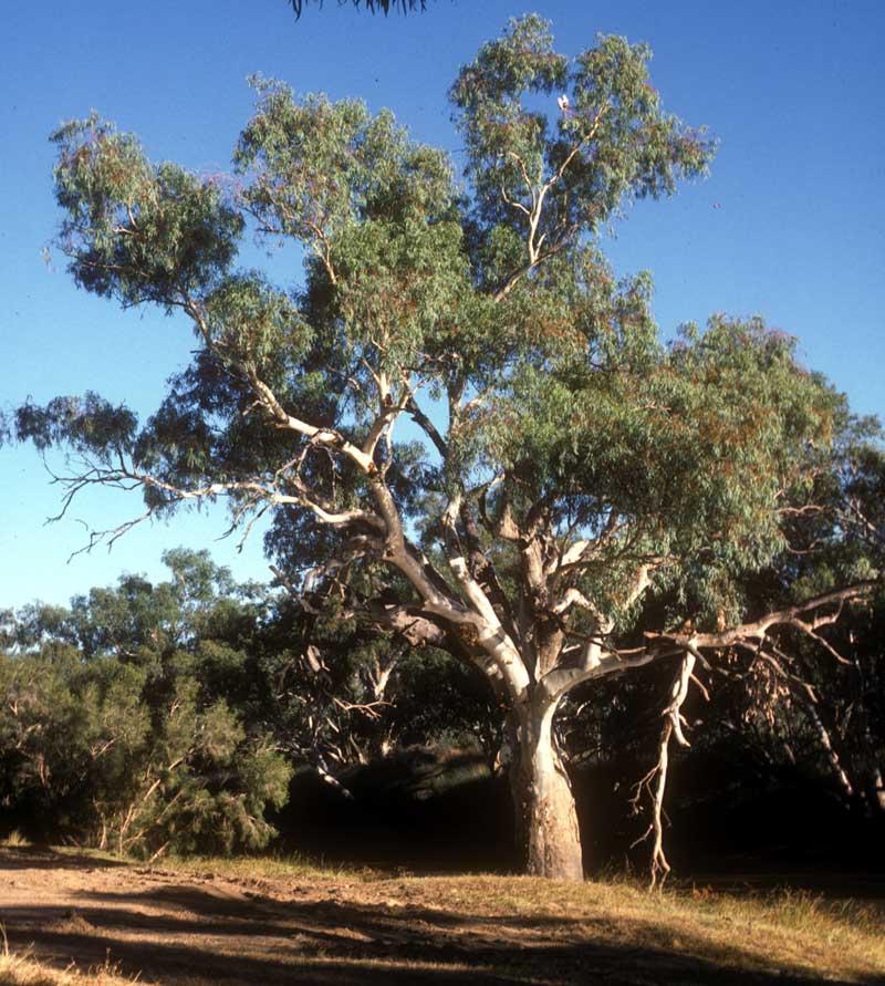 Eucalyptus camaldulensis