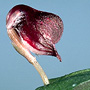 Anzybas unguiculatus, Mount William National Park, TAS