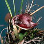 Anzybas aff. unguiculatus, Nelson River Bay Road, TAS