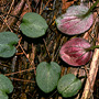 Anzybas montanus, Mount Maroon, QLD