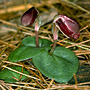 Anzybas montanus, Mount Maroon, QLD