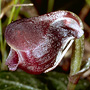 Anzybas abditus, Walpole swamp, WA