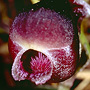 Anzybas abditus, Walpole swamp, WA