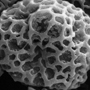Anzybas aff. unguiculatus, pollen monad, Angelsea, VIC