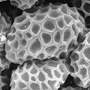 Anzybas unguiculatus, pollen monads, Mount Compass, SA