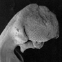 Anzybas unguiculatus, column, Mount Compass, SA