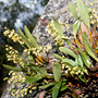 Australorchis monophylla, Mount Aunt, QLD