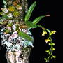 Australorchis schneiderae, Wilsons Peak National Park, QLD