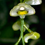 Australorchis eungellensis, Mount Henry, QLD