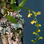 Australorchis schneiderae, Wilsons Peak National Park, QLD