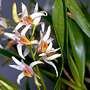 Australorchis carrii, Mount Haig, QLD