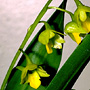 Australorchis monophylla, Toowoomba, QLD