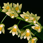 Australorchis monophylla, Southeast Queensland, QLD