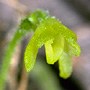 Taeniophyllum