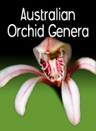 Australian Orchid Genera