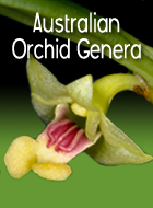 Australian Orchid Genera