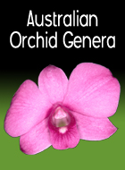 Australian Orchid Genera