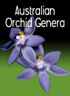 Australian Orchid Genera