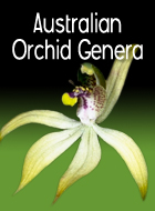Australian Orchid Genera