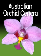 Australian Orchid Genera