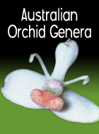 Australian Orchid Genera