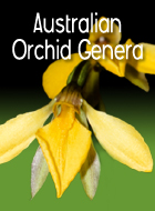 Australian Orchid Genera