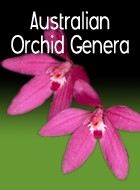 Australian Orchid Genera