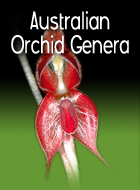 Australian Orchid Genera