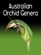 Australian Orchid Genera