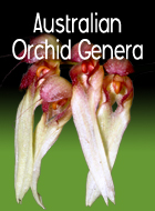 Australian Orchid Genera