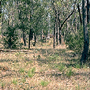 Grassy woodland, Yallah, NSW